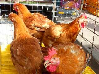 24 novembre 2012 - March forain de St-Pierre - Poules