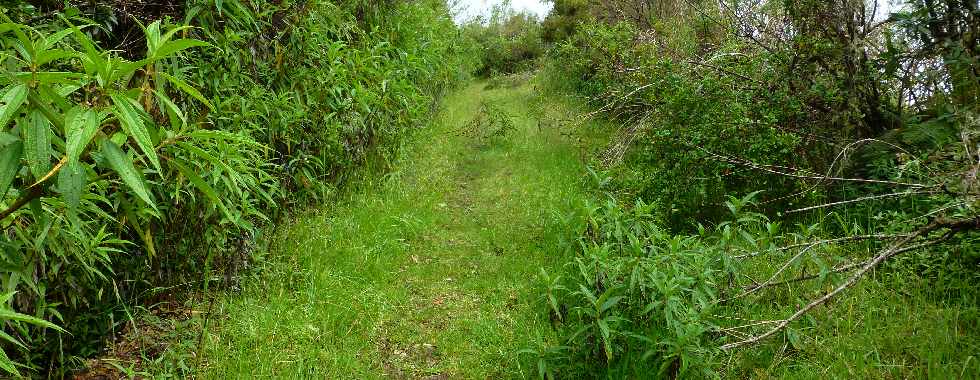 Plaine des Palmistes - Gros Piton Rond -