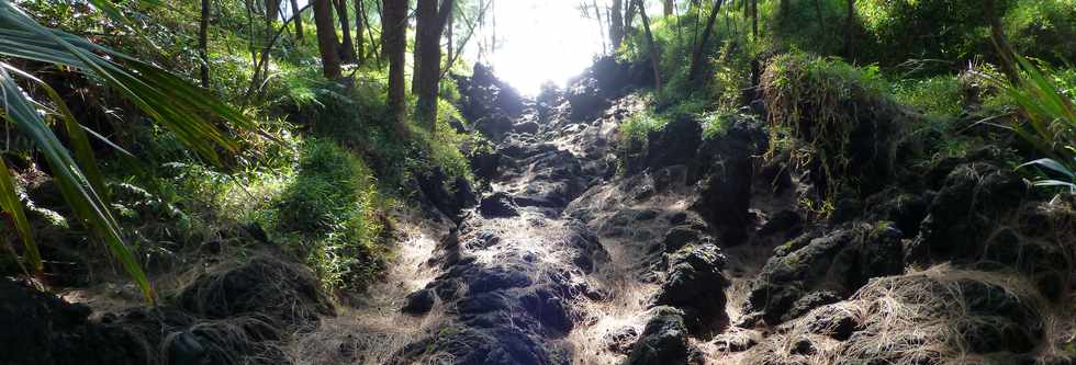 Sentier littoral de St-Philippe - aiguilles de filaos