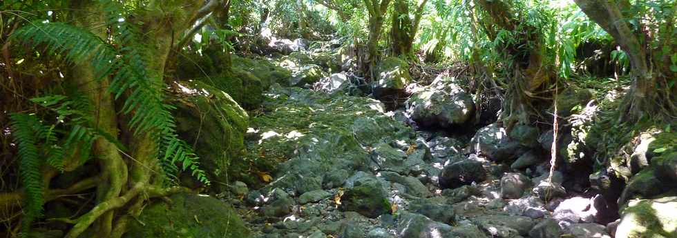 Dcembre 2013 - Ste-Rose - Sentier littoral vers les cascades -
