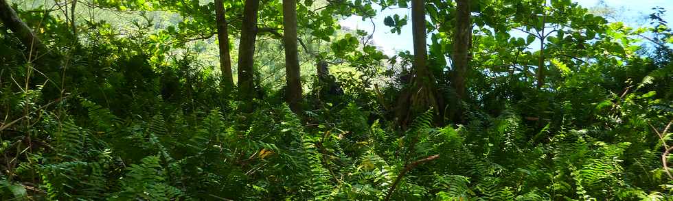 Dcembre 2013 - Ste-Rose - Sentier littoral -
