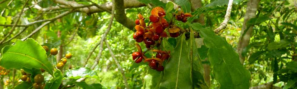 5 fvrier 2014 - St-Philippe - Bois de joli coeur - Fruits