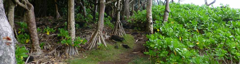 Aot 2014 - Piton Ste-Rose - Sentier littoral -