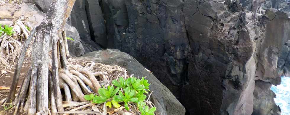 Aot 2014 - Piton Ste-Rose - Sentier littoral -