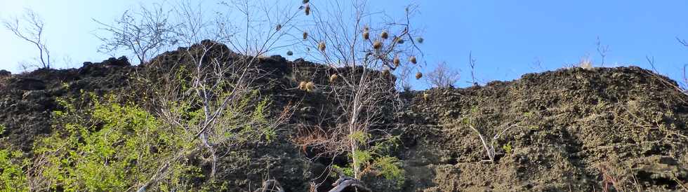 17 octobre 2014 - Saint-Leu - Vers le Piton des Roches Tendres - Intrieur du cratre -