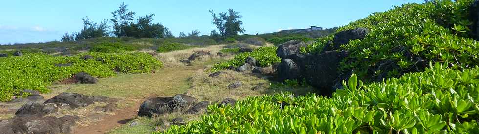 29 mai 2015 - St-Pierre - Site naturel protg de Terre Rouge -