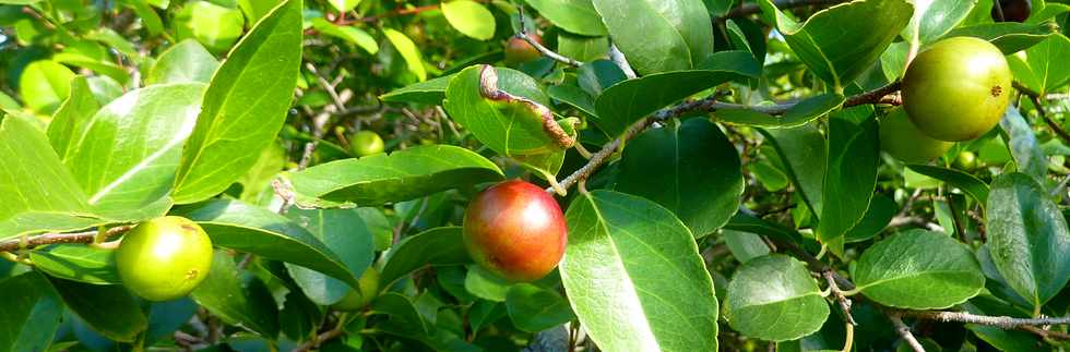 29 mai 2015 - St-Pierre - Site naturel protg de Terre Rouge -  Prunes malgaches