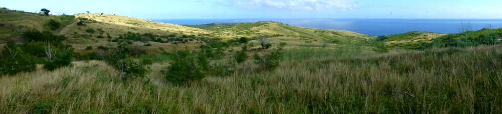 19 juin 2015 - St-Paul - Savane  htropogon contortus -
