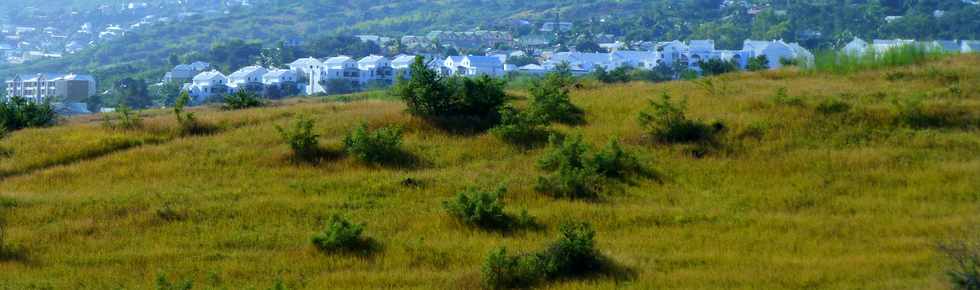 19 juin 2015 - St-Paul - Savane  htropogon contortus  et Plateau Caillou