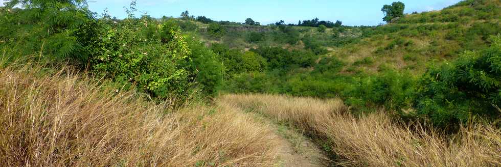 19 juin 2015 - St-Paul - Savane  htropogon contortus  - Ravine Boucan Canot