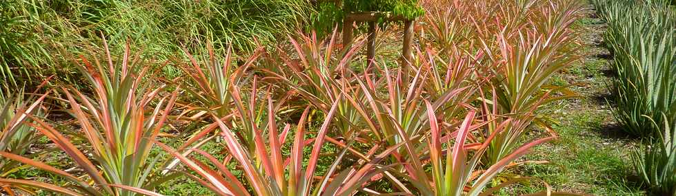 22 avril 2016 - St-Leu - Muse de Stella - Ananas