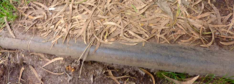 25 avril 2016 - Le Tampon - Fort du Piton de la Ravine Blanche - Association Tamar'haut - Sentiers pdestres -