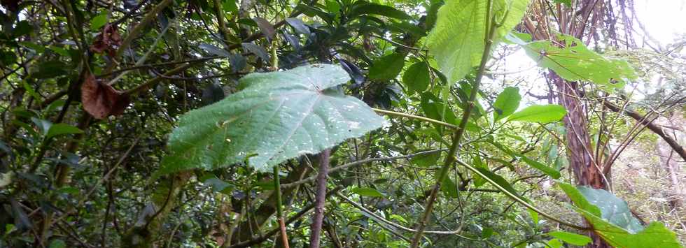 26 avril 2016 - Le Tampon - Association Tamar'haut - Sentier botanique de la fort du Piton de la Ravine Blanche -