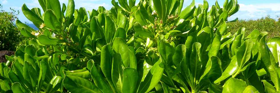 29 avril 2016 - St-Pierre - Terre Rouge -  Espace naturel protg - Manioc marron