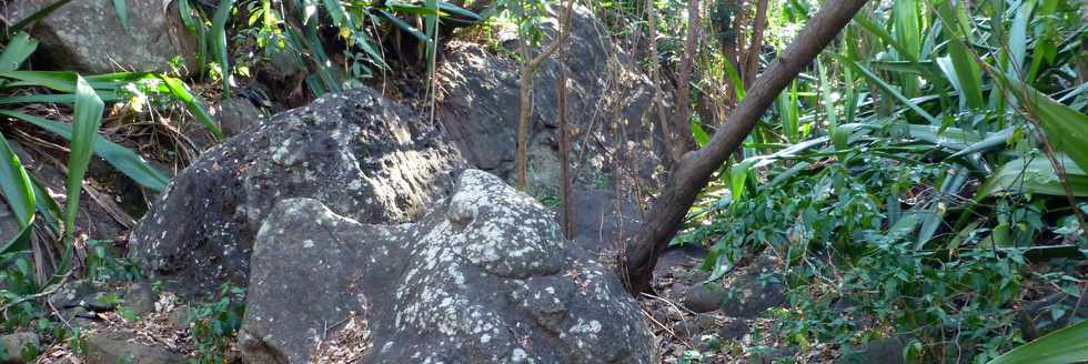 30 septembre 2016 - St-Pierre - Association Hibiscus - Entretien sites de la ravine Balance - ravine PK3