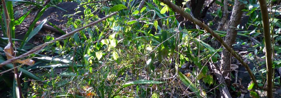 30 septembre 2016 - St-Pierre - Association Hibiscus - Entretien sites de la ravine Balance - ravine PK3