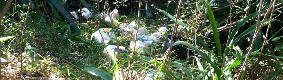 30 septembre 2016 - St-Pierre - Chemin de Bassin Plat -