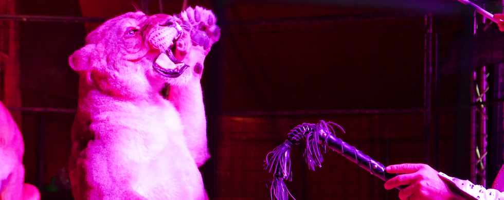 14 avril 2017 - St-Pierre - Cirque Achille Zavatta - Dressage des lions