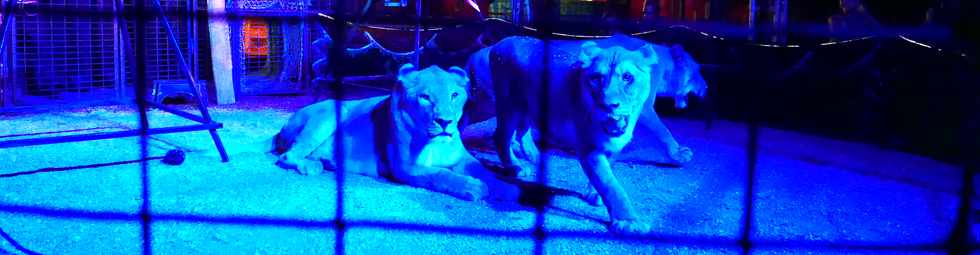 14 avril 2017 - St-Pierre - Cirque Achille Zavatta - Dressage des lions