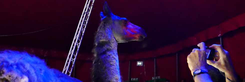 14 avril 2017 - St-Pierre - Cirque Achille Zavatta - Serge le lama