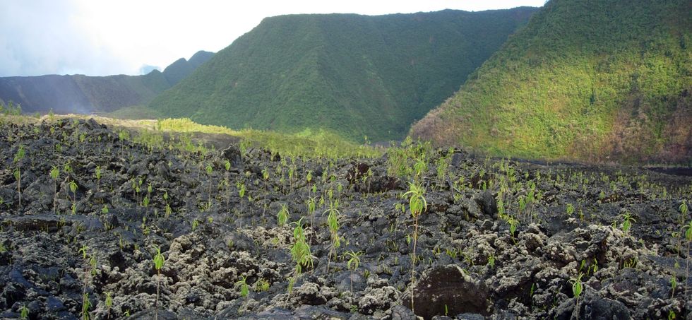 Rempart nord de l'Enclos d�c 2005