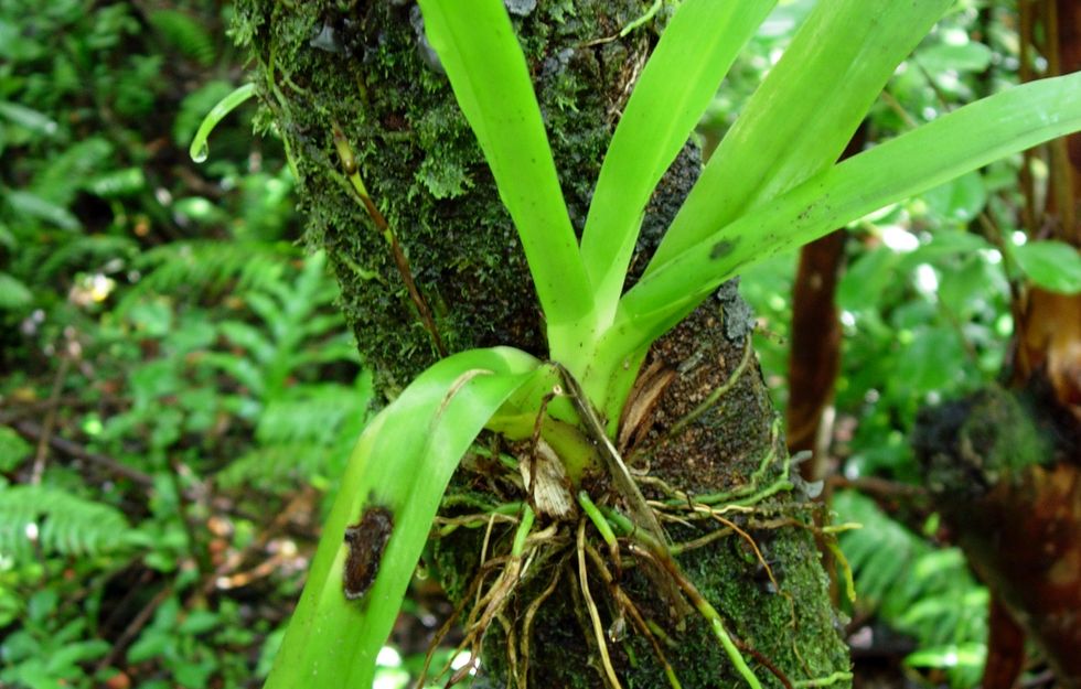Enclos - orchid�e sauvage