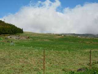 Plaine des Cafres