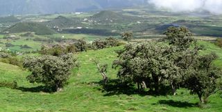 Plaine des Cafres