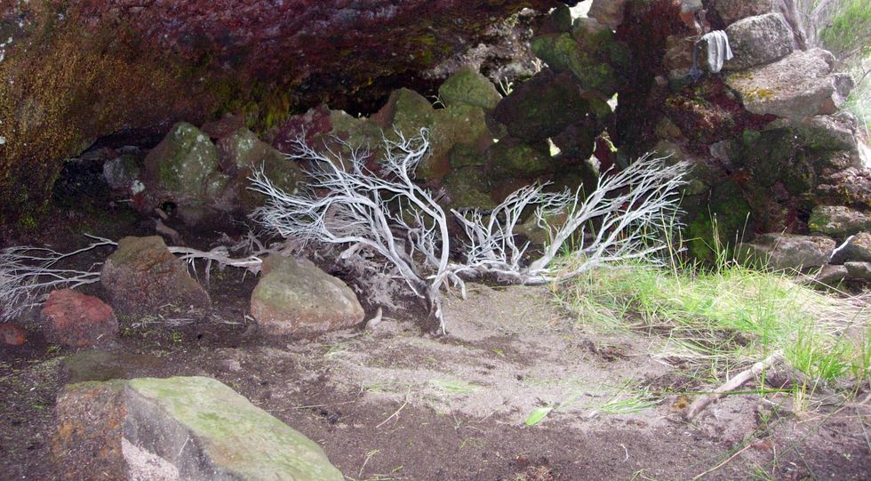 Caverne des Lataniers