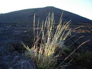 Pennisetum Caffrum au soleil