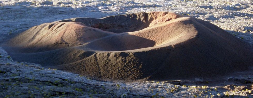 Formica Leo