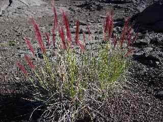 Pennisetum caffrum