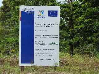 Plantation de bois de couleurs et limination des pestes vgtales