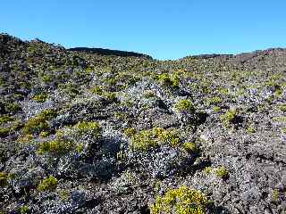 Piton Hay