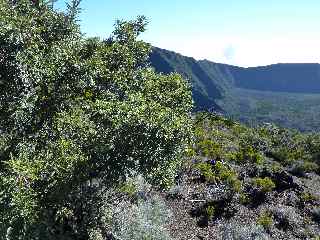 Petit tamarin des Hauts