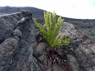 Blechnum tabulare - Enclos du Piton de la Fournaise