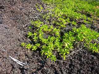 Coules de fvrier 2005 - Piton de la Fournaise - Manioc marron