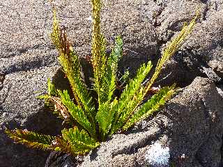 Enclos Fouqu - Blechnum Tabulare