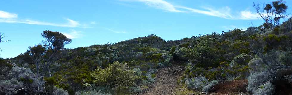 Sentier du Nez Coup de Ste-Rose -  Vers le Piton de Partage