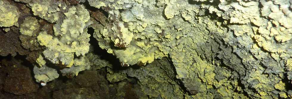 Mai 2014 - Tunnel de lave  St-Philippe - Lichens