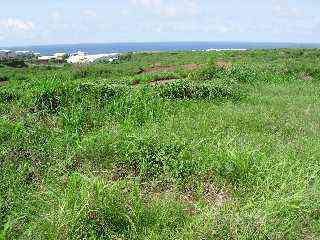 Savane