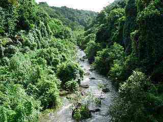 Ravine des Cafres