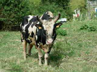 Boeuf malgache
