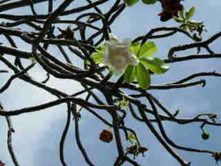 Baobab, fleurs et fruits
