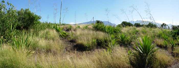 Savane