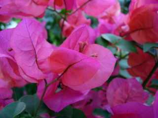 Bractes colores