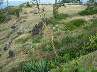 Pointe de la ravine des Cafres