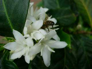 Fleurs de cafiers