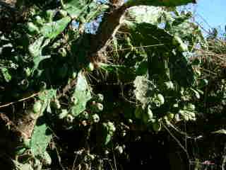 Cactus