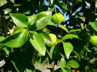 Cerises pi